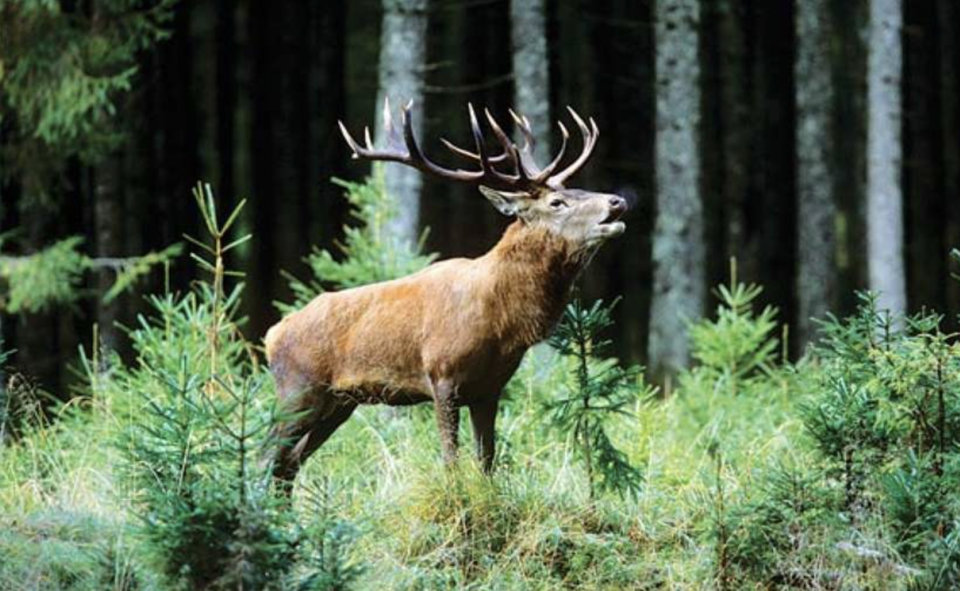Photo of Dachigam National Park 1/3 by 